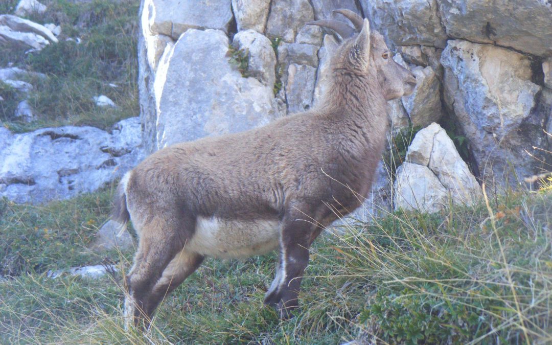 Gestion forestière et populations de dahu