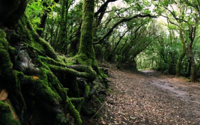 Une forêt, mais pour faire quoi ?